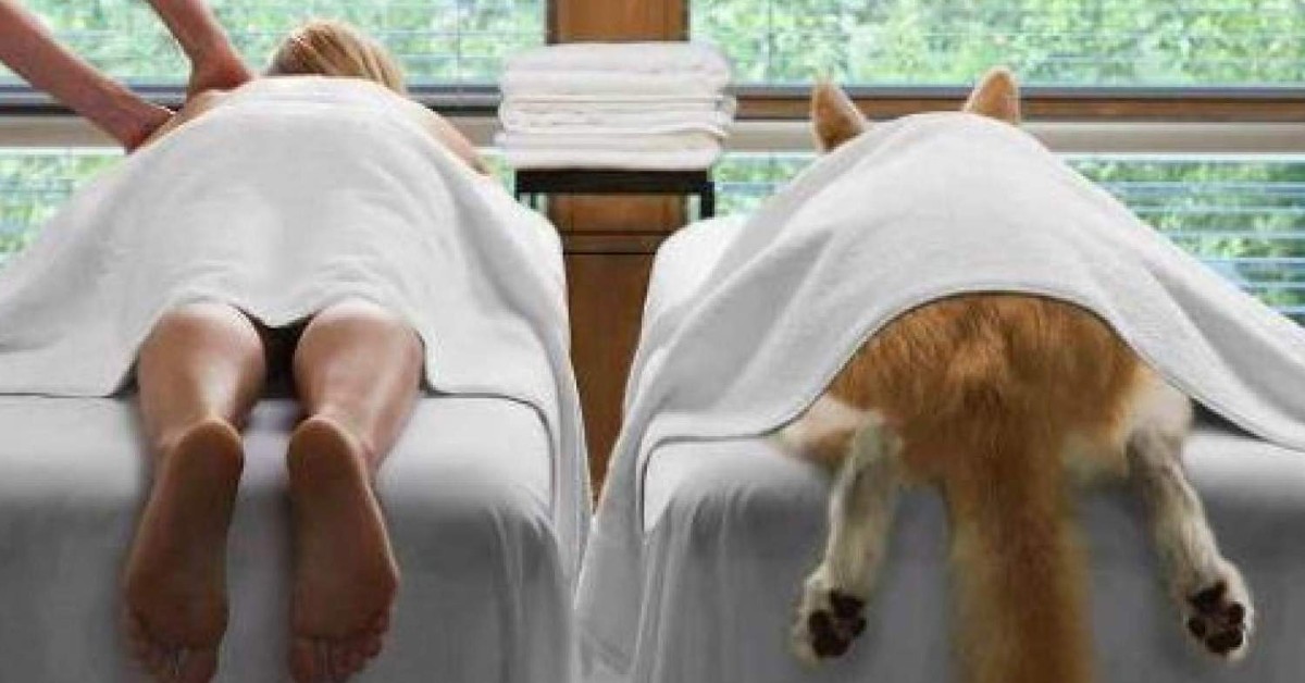 Massaggi curativi per cani: come farne uno e a cosa serve