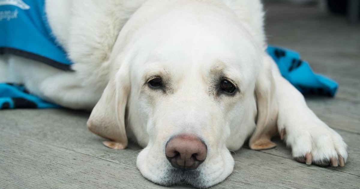 Mucormicosi nel cane: cause, sintomi, prevenzione, cura