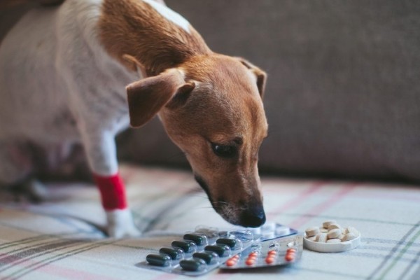 cane prende le medicine