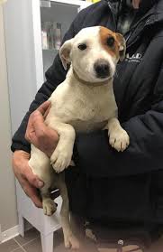 multa-abbandono-cani