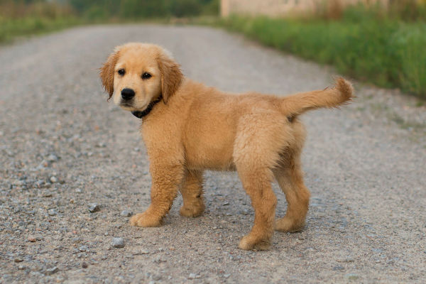 cucciolo di cane