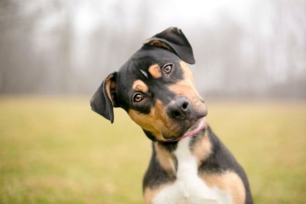 cane con testa storta