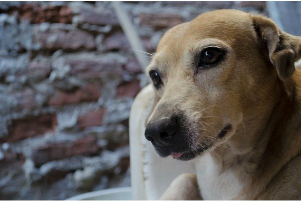 cane che guarda