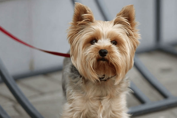 cucciolo di cane