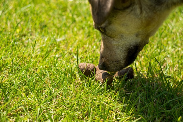 Perché i cani annusano in giro prima di fare cacca?