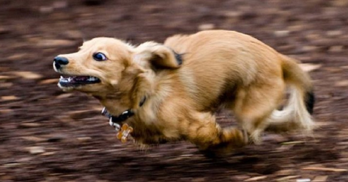Perché i cani a volte corrono a tutta velocità senza un preciso motivo?