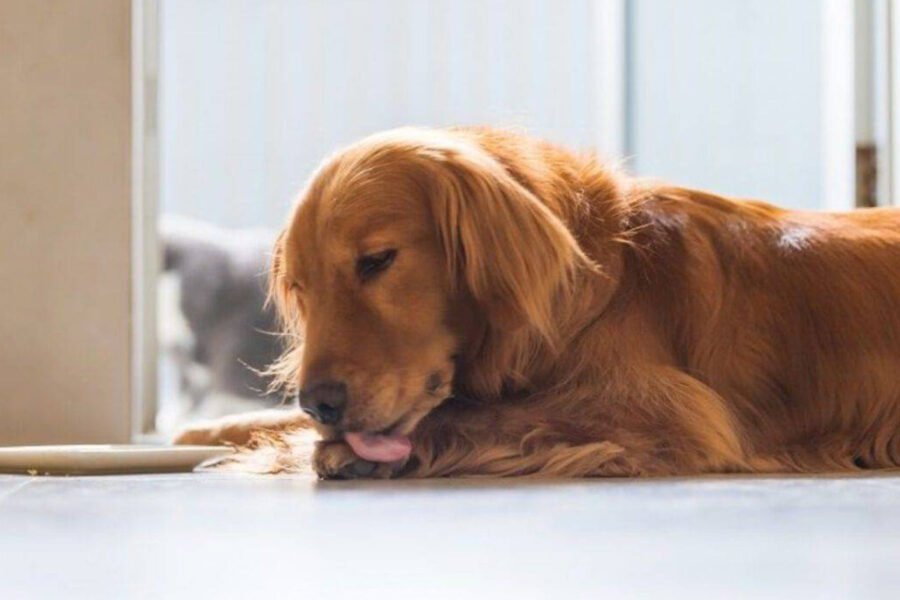 cane si lecca la zampa