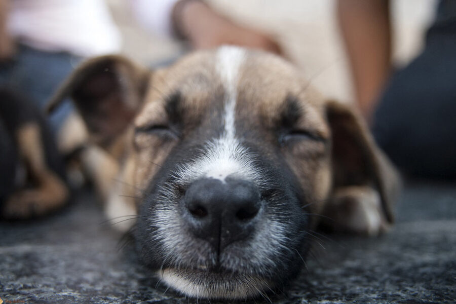 cucciolo di cane sofferente