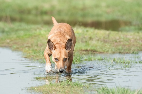 cane annusa nella pozzanghera