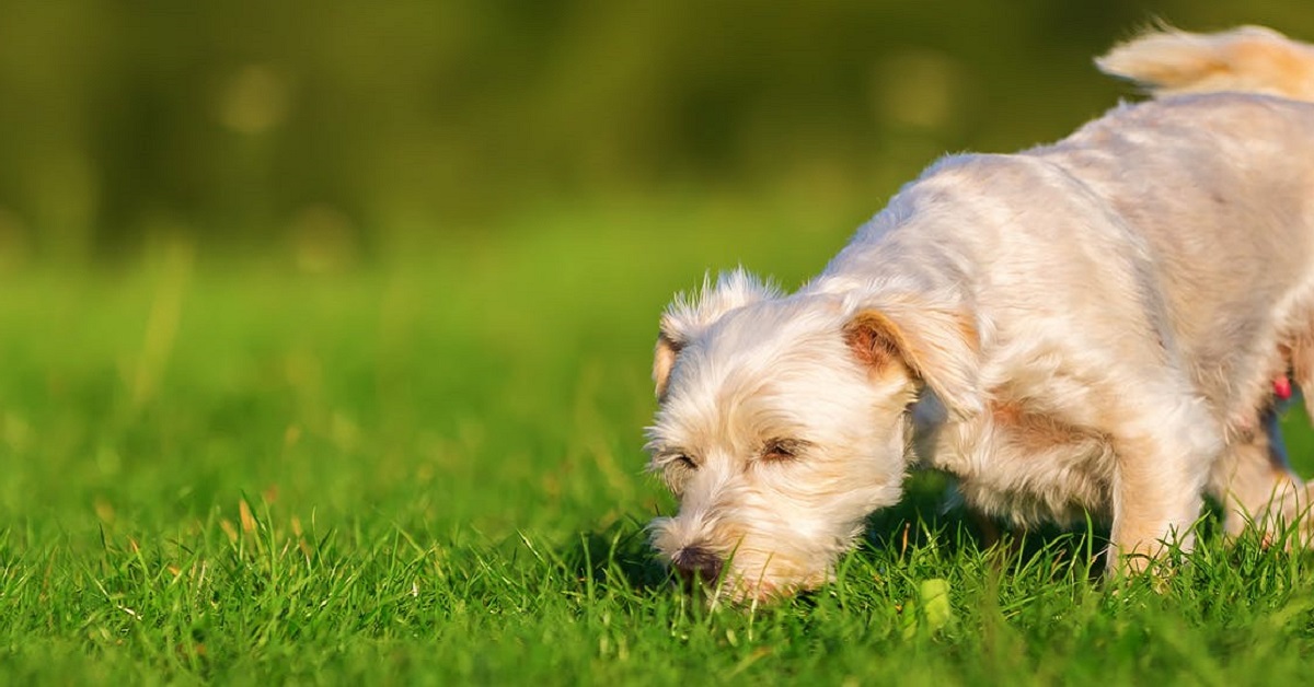 Perché i cani annusano in giro prima di fare cacca?