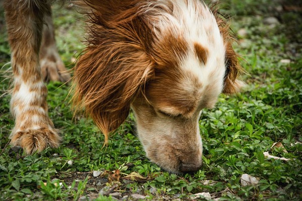 cane che odora