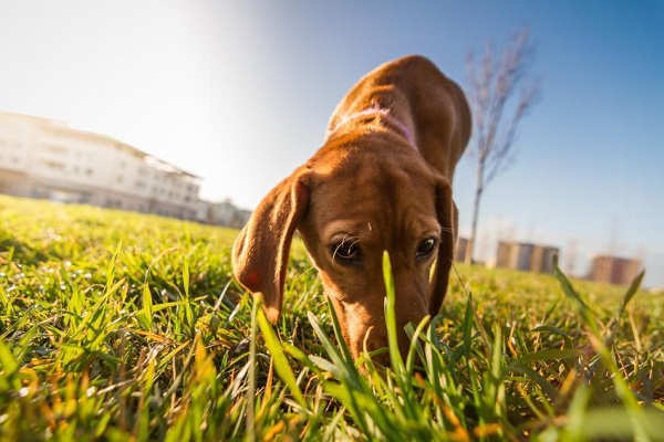 cane che annusa