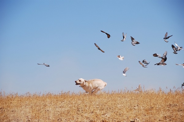 i cani capiscono gli altri animali?