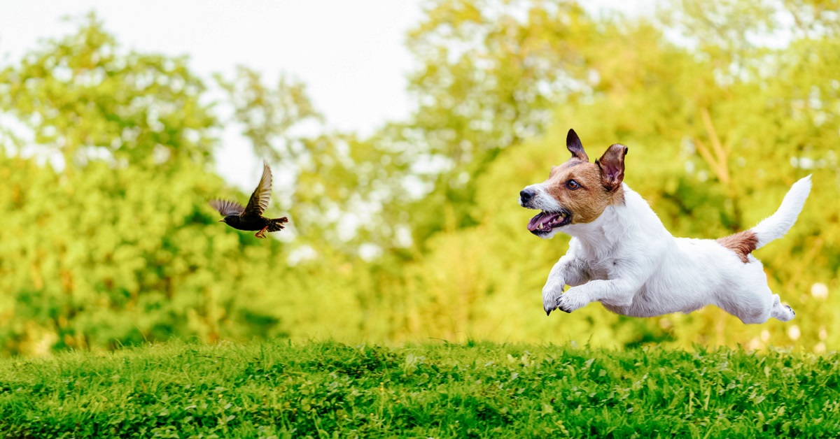 Perché i cani attaccano gli uccelli?