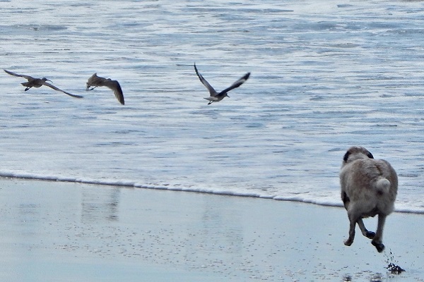 cane sulla spiaggia