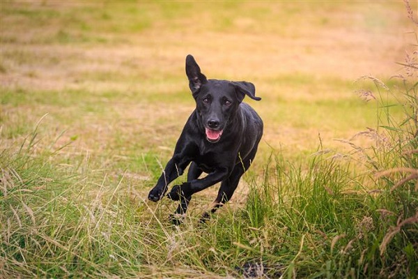 cane che corre