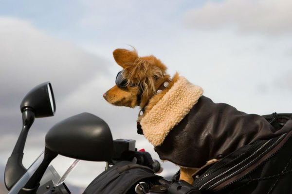 cane sulla moto