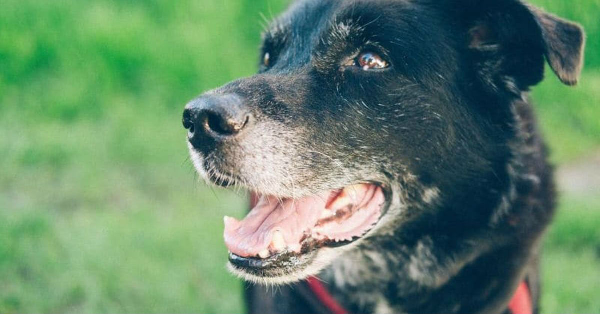 Perché i cani attaccano le moto, lanciandosi contro di loro?