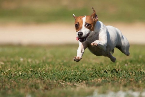 cane corre sul prato