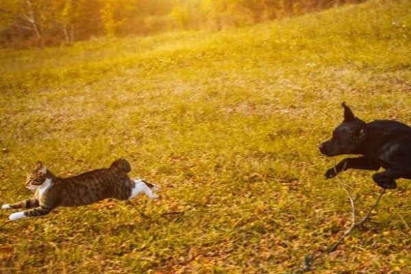 cane e gatto sul prato