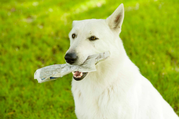 cane con carta in bocca