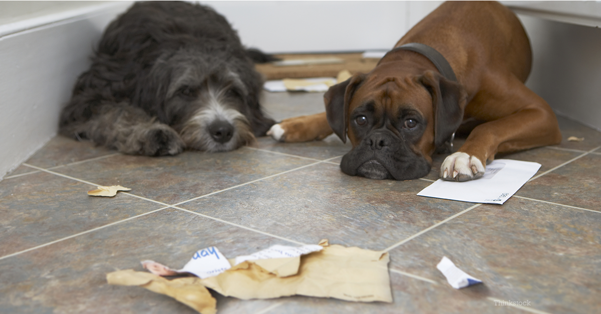 Perché i cani mangiano il cartone?