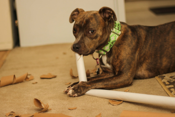 cane che mangia il cartone