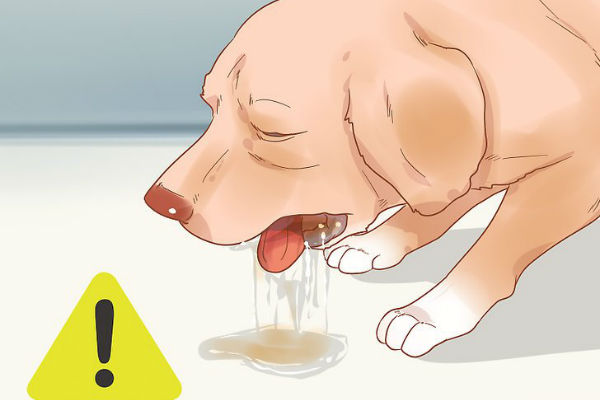 vomito cane con fisalopterosi