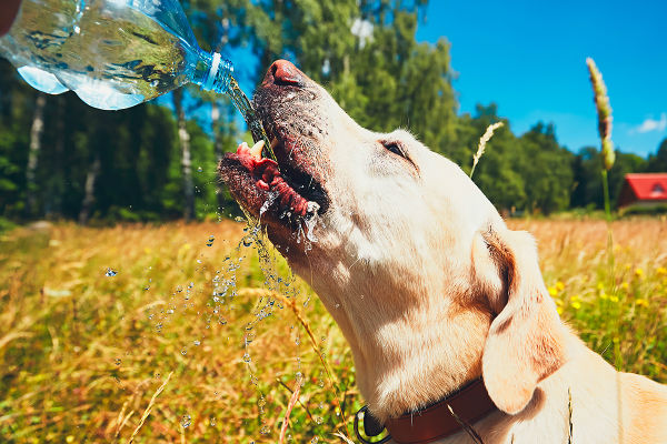 cane che beve acqua