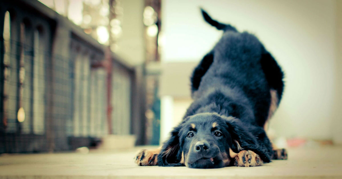 Perché i cani mangiano il loro vomito?