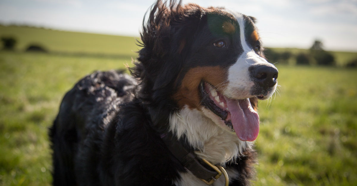 Perché i cani ti portano le loro ossa da sgranocchiare?