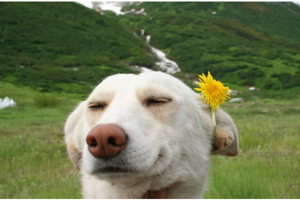 cane bianco con fiore