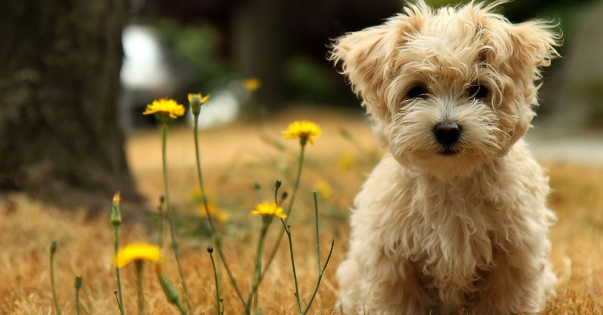 Perché i cani vogliono restare soli quando muoiono?