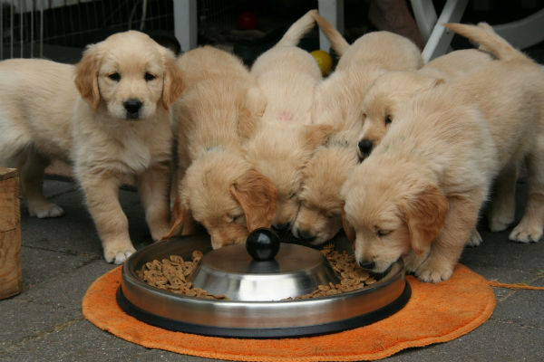 cani che mangiano