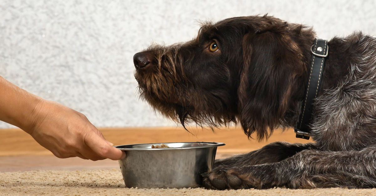 Perché il cane porta via il cibo, in un’altra stanza?