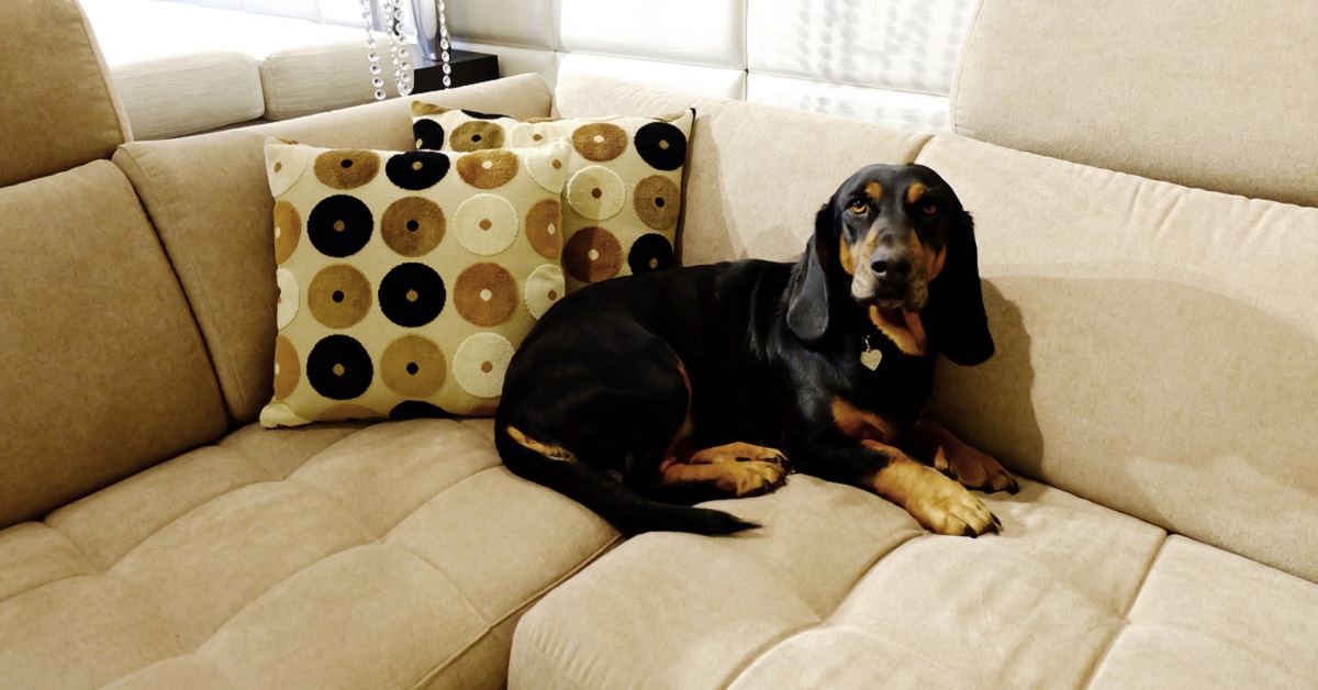 Cani da appartamento: le razze di cani che vivono bene in casa