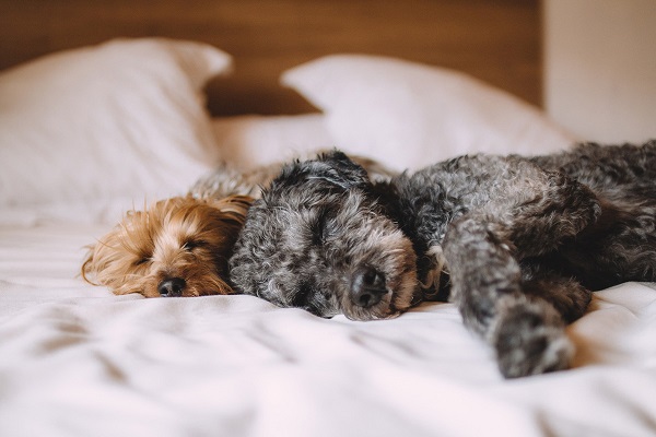 cani dormono sul letto del padrone