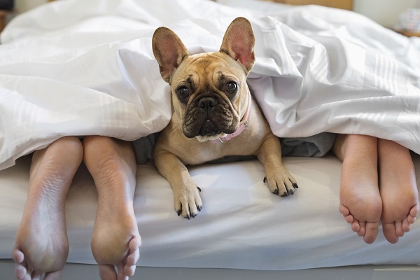 cani tra i padroni a letto