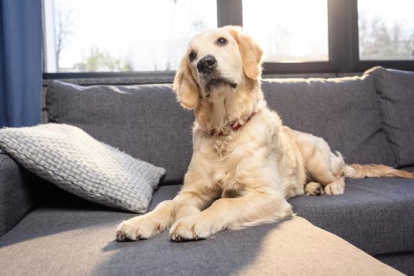 cane labrador su divano