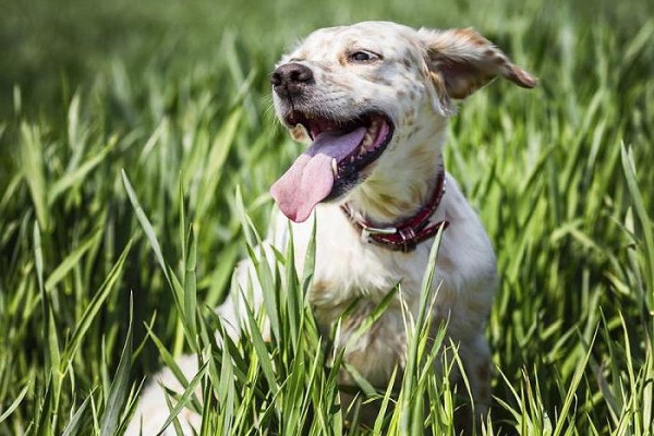 cane nel prato