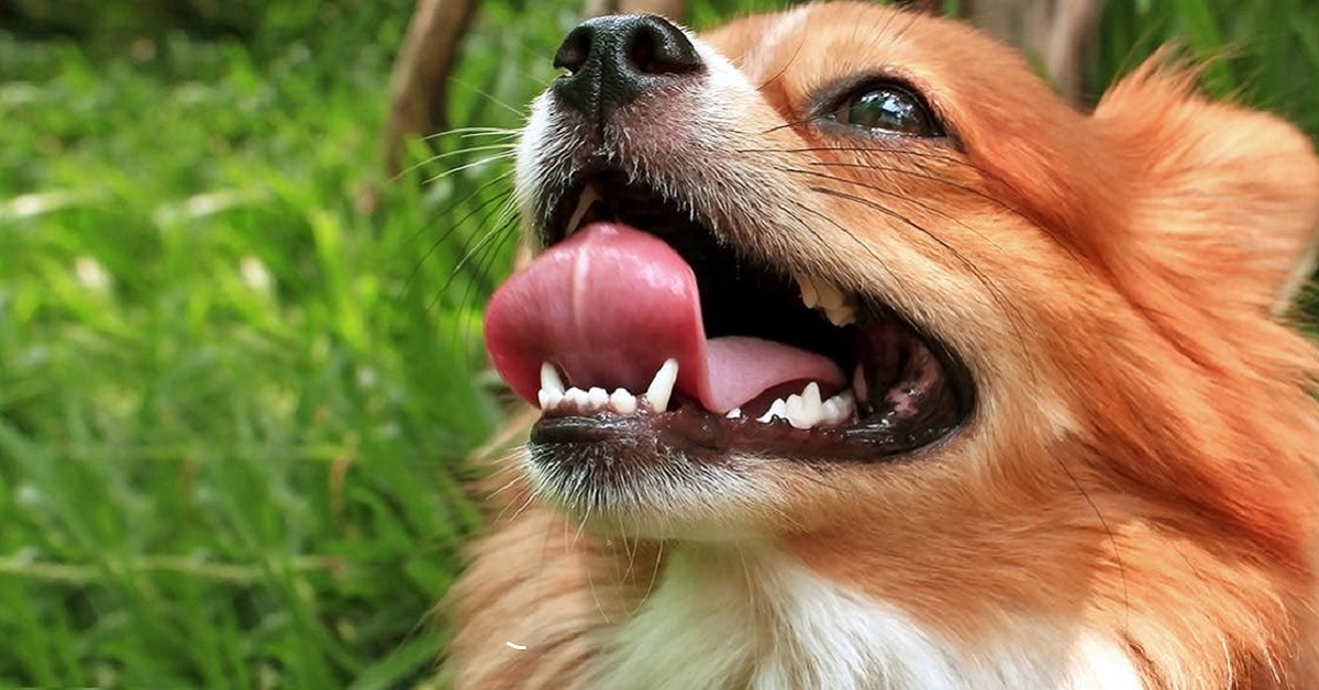 Polmonite da inalazione nel cane: cosa c’è da sapere