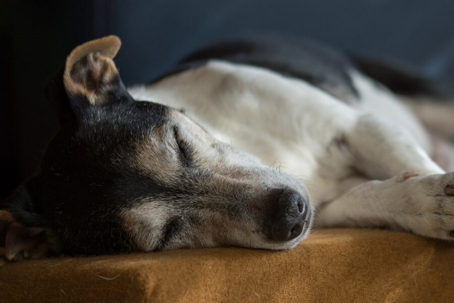 cane che dorme