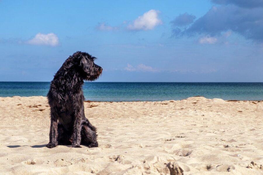 cane nero in spiaggia