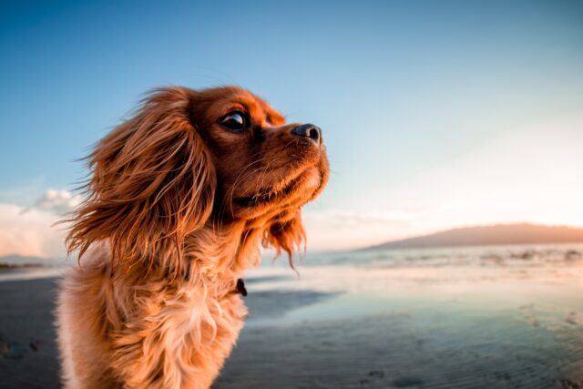 Pericoli estivi per il cane: tutti i rischi da evitare