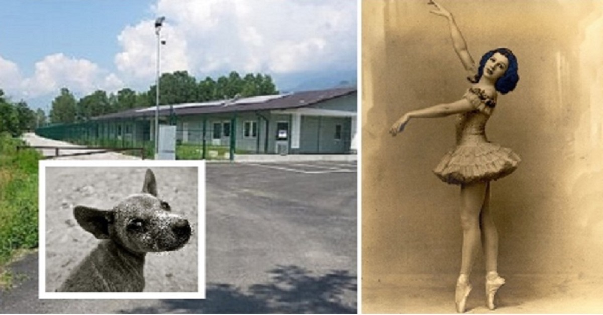 Pinerolo, Una ballerina lascia in eredità 540 mila euro per un canile