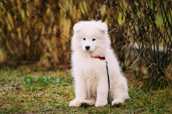cane bianco