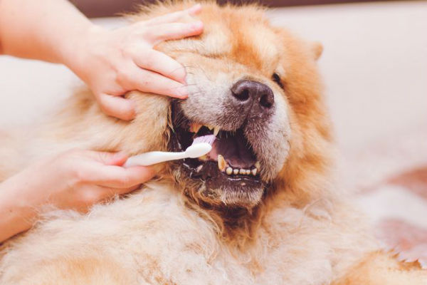 pulire i denti del cane