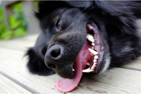 cane con la bocca aperta