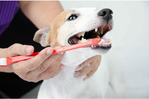 pulire i denti del cane