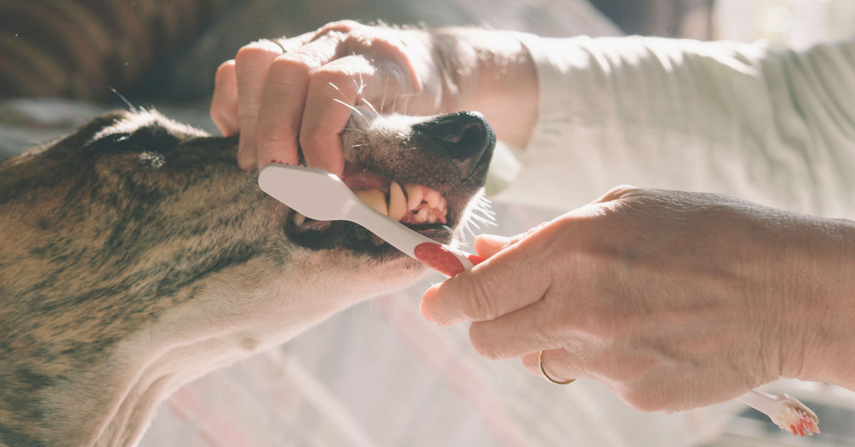 Placca e tartaro nel cane: tre modi per tenerle sotto controllo